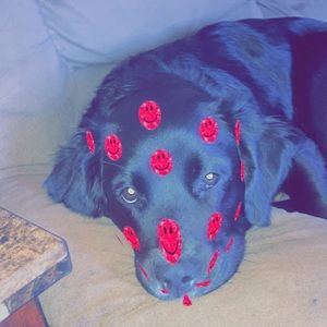 Meet your Posher, Wyatt